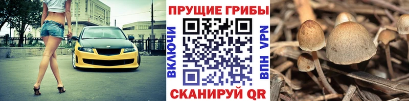 дарк нет как зайти  Дивногорск  Псилоцибиновые грибы мухоморы 
